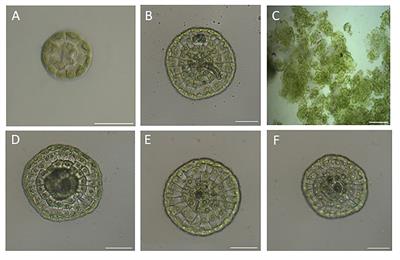 Cytokinin Response of the Streptophyte Alga Coleochaete scutata provides a clue to the evolution of cytokinin signaling